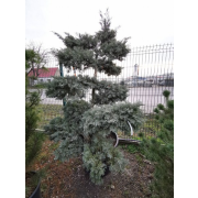 Juniperus chinens."Glauca Hetzii"V60bons