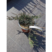 Juniperus hor."Wiltonii" Co2L, 15-20