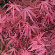 Acer palm."Lin. Red Pigmy" 175-200 forte