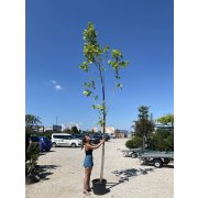 Platanus hispanica acerifolia 8-10