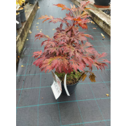 Acer japonicum "Aconitifolium" 30-40cm