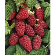 Rubus "Tayberry" 50+