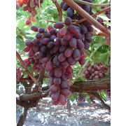 Vinič Crimson Seedles  - bezsemenný