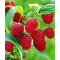 Rubus idaeus "MALLING HAPPY" 30-40