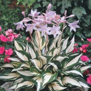Hosta "Fire and Ice"