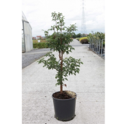 Acer griseum 50-60cm