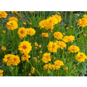 Coreopsis grand."Early Sunrise" Co1
