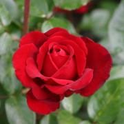 Rosa "Duftparadies" červená