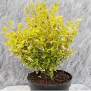 Euonymus fort."Emerald'n Gold" 20-25