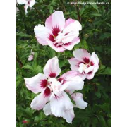 Hibiscus syr."Lady Stanley" 40-50