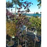 Cercis can."Ruby Falls" 175-200 Co10