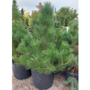 Pinus nigra nigra 125-150