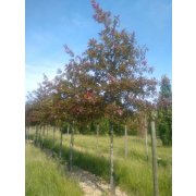 Quercus texana"New Madrid" 10-12, C35