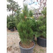 Pinus nigra "Green Rocket" 125-150