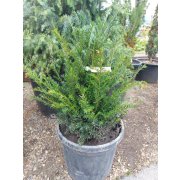 Taxus baccata 50-60, RB