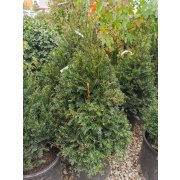 Taxus baccata 80/100