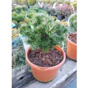 Pinus uncinata "Kostelníček" 10-15, Co4