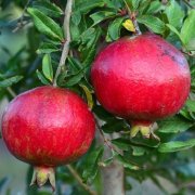Granátové jablko"ACCO" semenáč C6