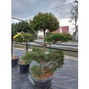 Pinus sylvestris 100-125 POMPONS