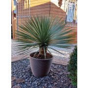 Yucca Rostrata clt35  50-80