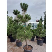 Pinus nigra "Nigra" kmienik/Stem50-100