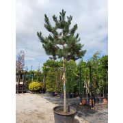 Pinus nigra "Austriaca" 18-20 Alto fusto