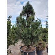 Pinus nigra "Pyramidata" 225-250