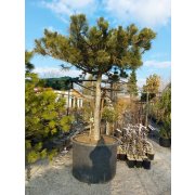 Pinus nigra ssp.nigra dáždnik 175cm