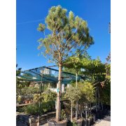 Pinus Pinea 25-30, 400-450, Clt