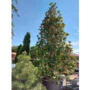 Magnolia grand."Gallisoniensis" 450-500, Co450