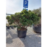Pinus nigra "Brepo" 200-250, Clt230, UMBRELLA