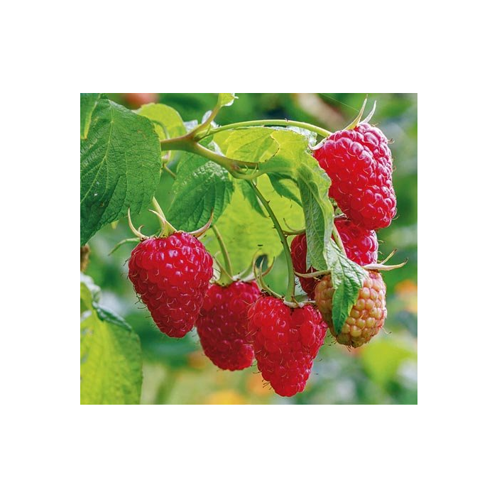Rubus idaeus "Heritage" 30-40