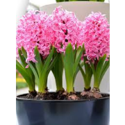 Hyacint "Pink Pearl" 5ks/bal