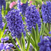 Hyacint "Blue Jacket" 5ks/bal