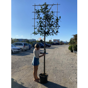 Prunus laurocerassus 8-10, Co25l - špalier