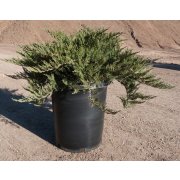 Juniperus sab."Tamariscifolia"2L