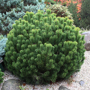 Pinus mugo var.Pumilio 40/50