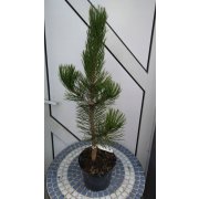 Pinus leucodermis "Satellit" 30-40