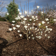 Magnolia "Elisa Odenwald" 140-160 forte