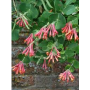 Lonicera brownii "Fuchsioides"30-60,Co1L