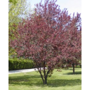 Prunus cerasif."Nigra" clt10