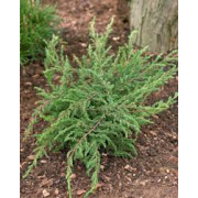 Juniperus communis Repanda 15-20