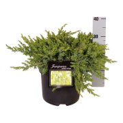Juniperus conf. "Schlager" 15-20